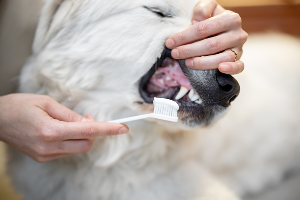 dental health care for dogs