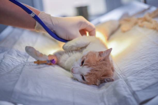 Pet Surgery Hobe Sound Florida at Boulevard Animal Hospital