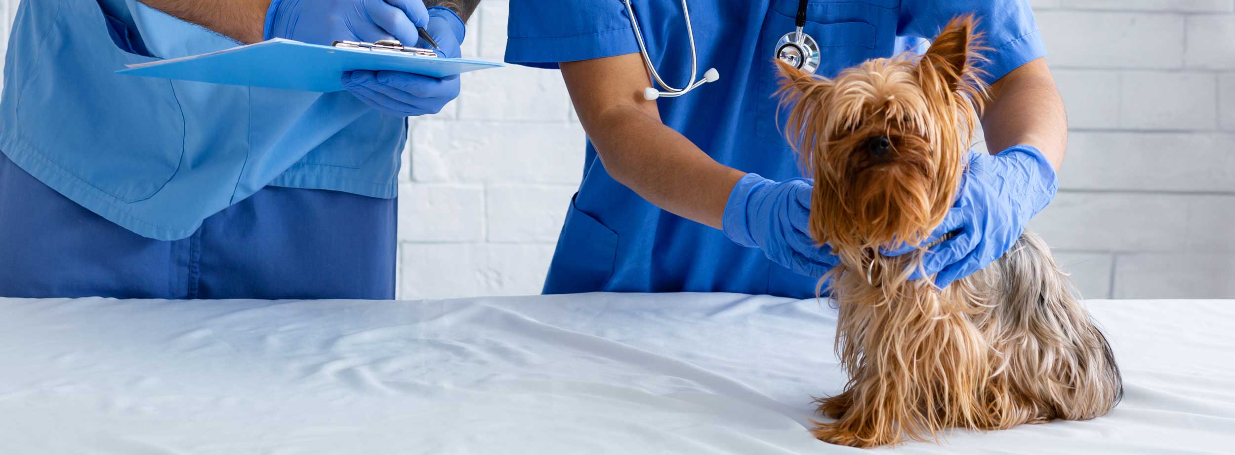 Pet Surgery Hobe Sound Florida - Boulevard Animal Hospital