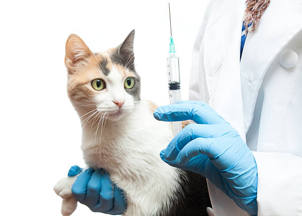 Cat Vaccinations in Stuart, Florida