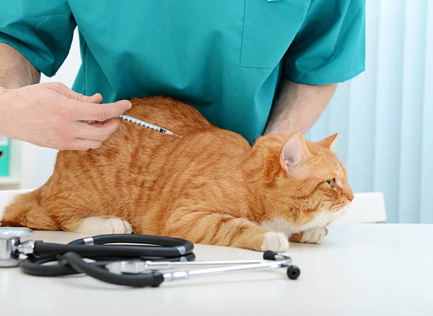 Cat Vaccinations in Stuart, Florida - Boulevard Animal Hospital