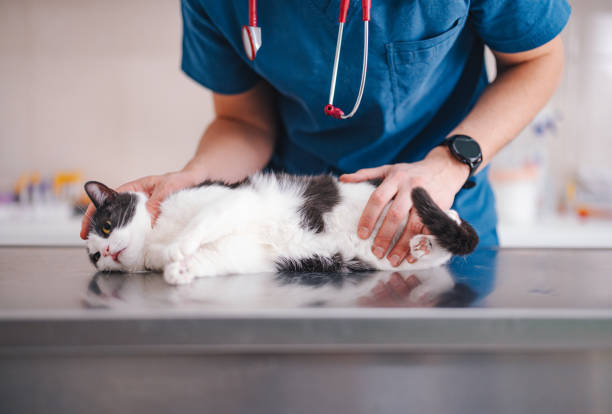 Boulevard Animal Hospital Emergency Sick Visits for Pets Stuart, Florida