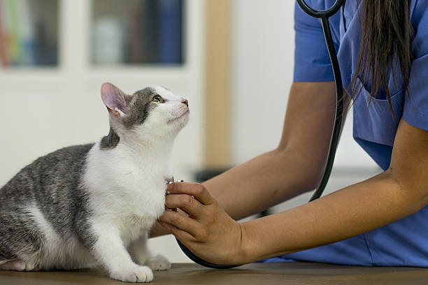 Emergency Sick Visits for Pets in Stuart, Florida at Boulevard Animal Hospital