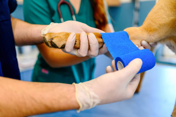 Pet Surgery Hobe Sound Florida - Boulevard Animal Hospital