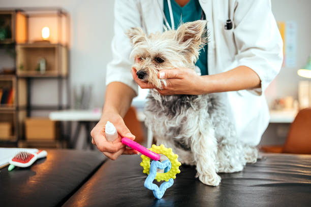 On-Site Diagnostic Care for Pets in Stuart, Florida Boulevard Animal Hospital