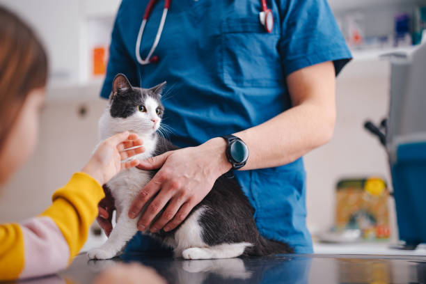 Pet Diagnostic Care for Dogs and Cats in Palm City, Florida: Early Detection for Better Health