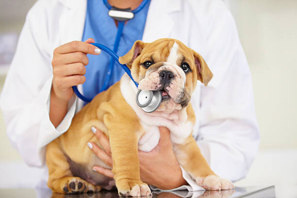 Pet Diagnostic Care for Dogs and Cats in Palm City Florida at Boulevard Animal Hospital