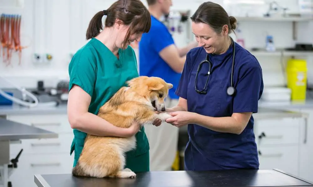 Veterinary Diagnostics in Sewall’s Point, Florida Skip to content Boulevard Animal Hospital