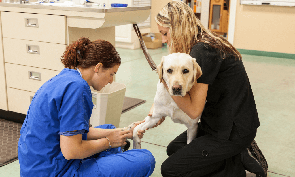 Veterinary Diagnostics in Sewall’s Point, Florida Boulevard Animal Hospital