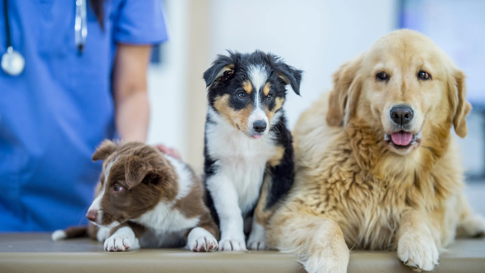 Preventive Pet Wellness Exams in Stuart, Florida