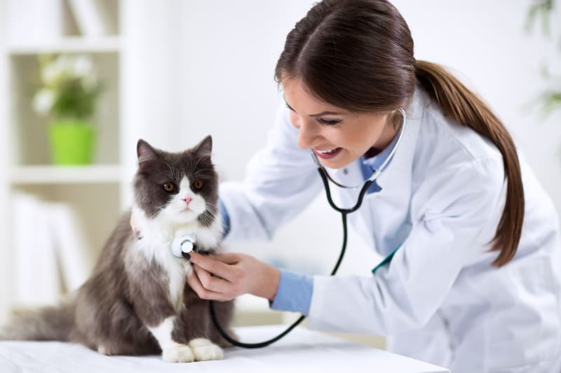 Preventive Pet Wellness Exams in Stuart, Florida