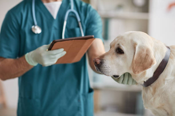 Pet Health Certificates in Stuart, FL for Travel
