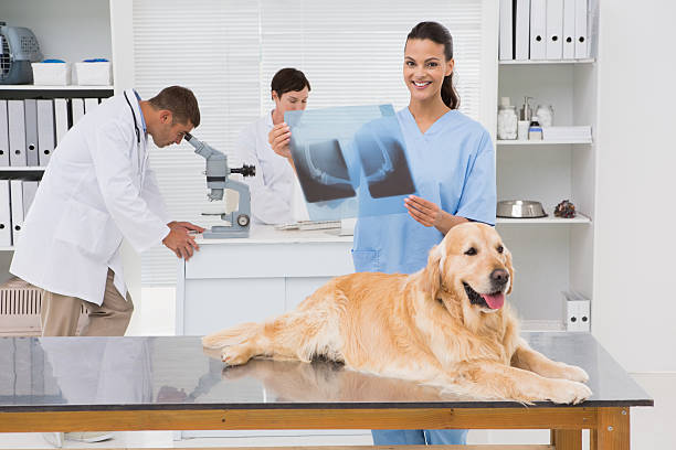 Pet X-Rays in Stuart, FL: Veterinary Radiology for Dogs and Cats