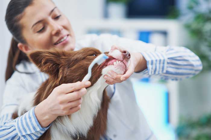 Sewalls Point Vet Pet Dental Health