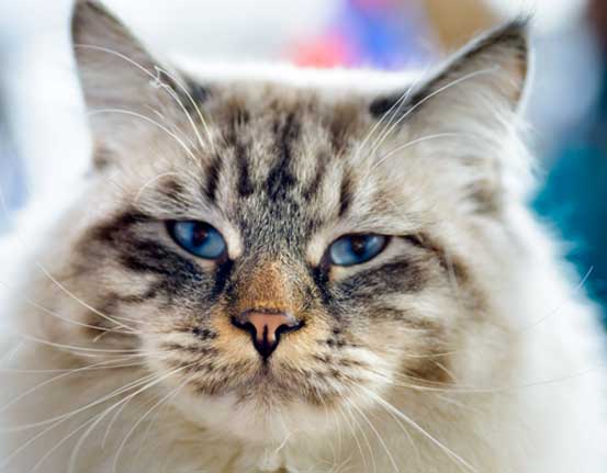 Animal Hospital Sewalls Point Cat Veterinarian