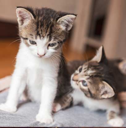 Kitten Spay and Neuter Veteranarian