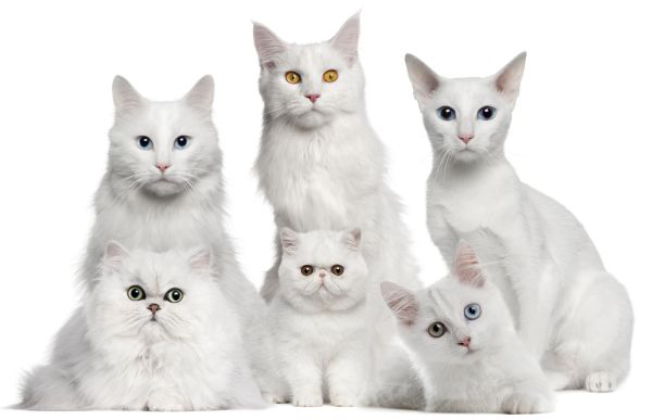 Cat Care at 1 Year Old. Year old Kitten vaccines Behavior Boulevard Animal Hospital Stuart