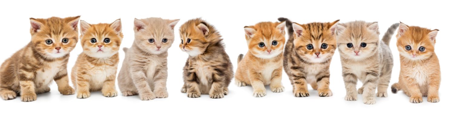 Cat Care at 1 Year Old One Year Kitten vaccine Behavior Boulevard Animal Hospital Stuart