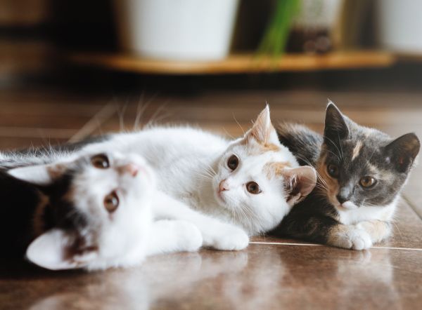 One Year Kitten vaccines Behavior Boulevard Animal Hospital Stuart