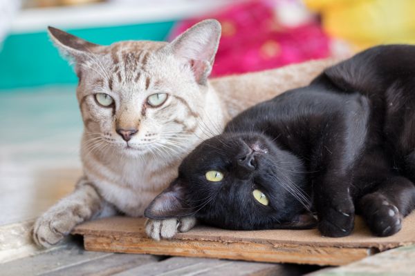 Cat Care at 1 Year Old one Year old Kitten vaccines Behavior Boulevard Animal Hospital Stuart