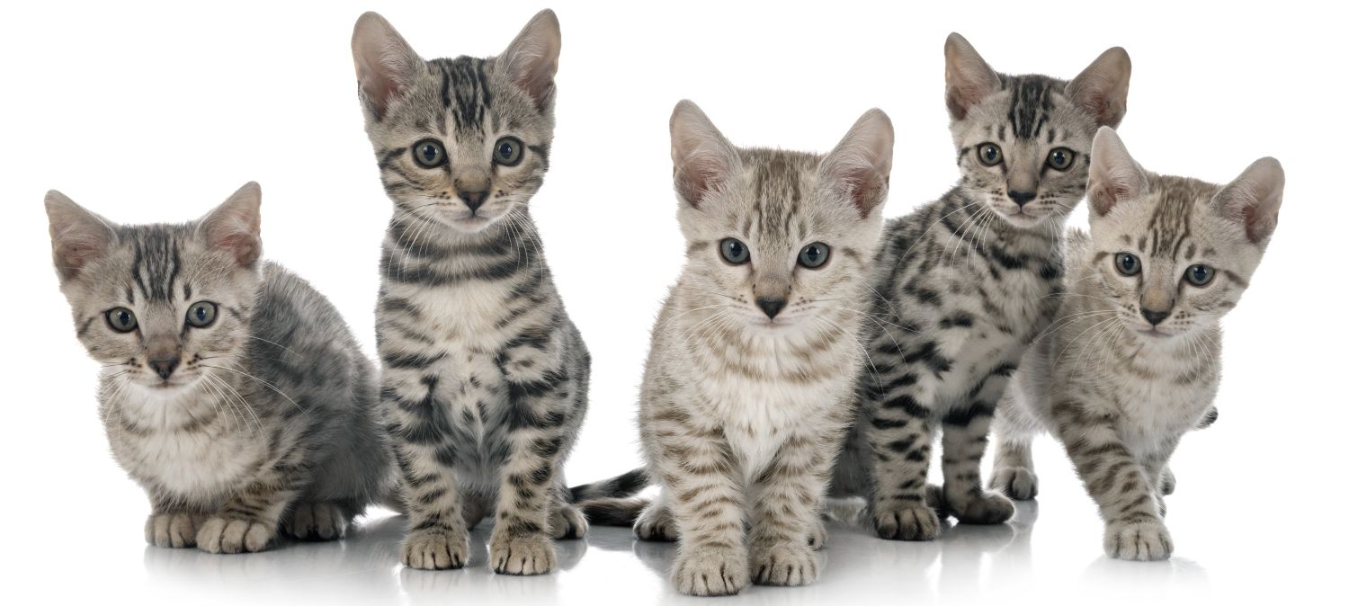 Cat Care at 1 Year Old One Year old Kitten vaccines Behavior Boulevard Animal Hospital Stuart FL