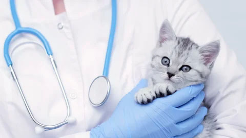 Boulevard Animal Hospital Veterinary Allergy Care in Stuart, Florida