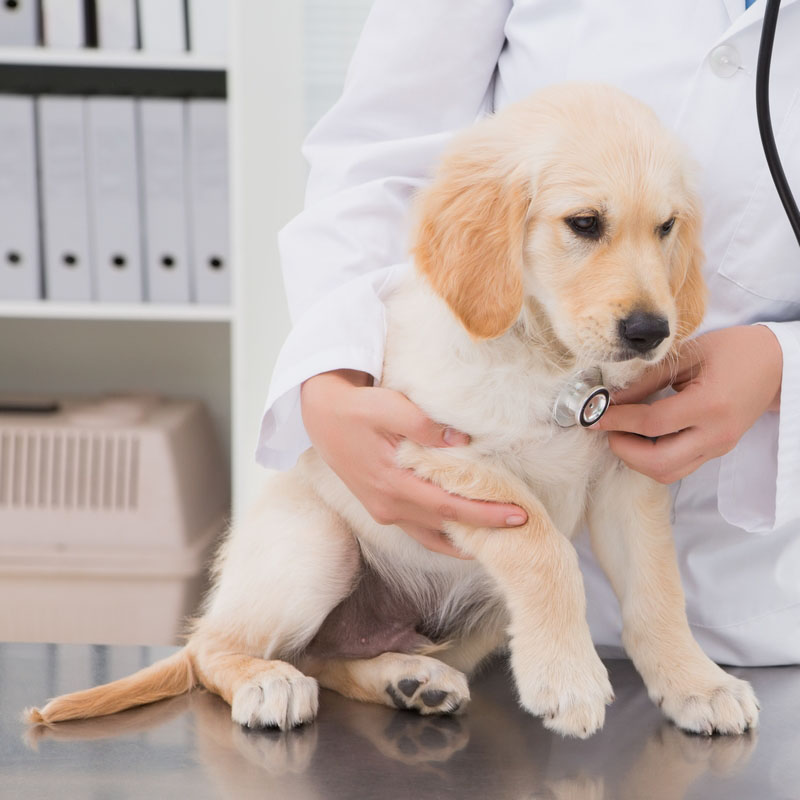 Veterinary Allergy Care in Stuart, Florida at Boulevard Animal Hospital