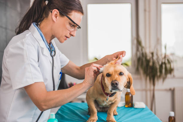 Pet Ear Infection Treatment in Stuart, FL: Signs Your Dog or Cat Needs a Vet