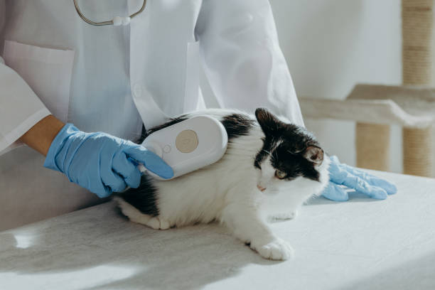 Pet Microchipping in Stuart, FL: Why Every Dog and Cat Should Be Microchipped