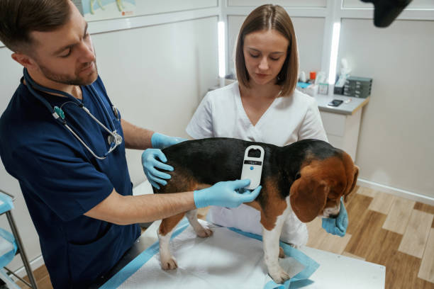 Pet Microchipping in Stuart, FL: Why Every Dog and Cat Should Be Microchipped
