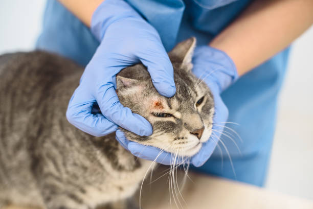 Pet Skin Infection Treatment in Stuart, FL: Causes, Symptoms, and Veterinary Care