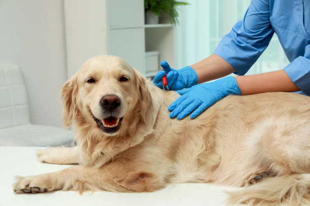 Pet Skin Infection Treatment in Stuart, FL: Causes, Symptoms, and Veterinary Care