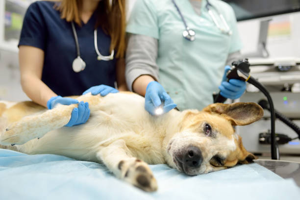 Pet Laser Therapy in Stuart FL for Pain Relief and Faster Healing in Dogs and Cats