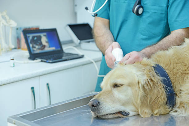Pet Laser Therapy in Stuart FL for Pain Relief and Faster Healing in Dogs and Cats