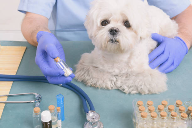 Veterinary Pharmacy in Stuart FL for Safe Pet Medications