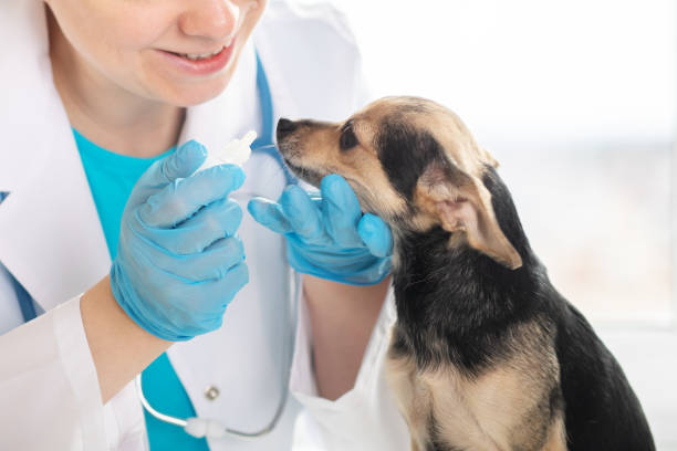 Veterinary Pharmacy in Stuart FL for Safe Pet Medications