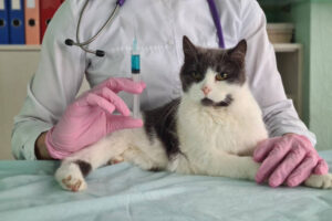 Pet Laboratory Services Stuart FL | Fast & Accurate Veterinary Testing