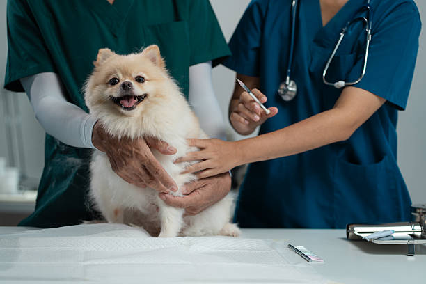 Pet Laboratory Services Stuart FL | Fast & Accurate Veterinary Testing
