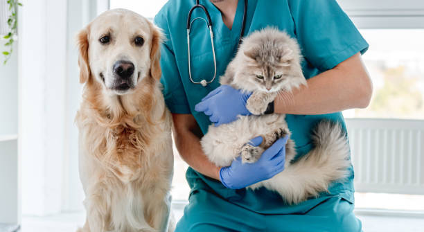 Pet Weight Management and Obesity Treatment for Dogs and Cats in Stuart, Florida