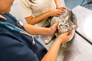 https://www.boulevardanimalhospitalfl.com/wp-content/uploads/2026/07/pet-health-300x200.jpg