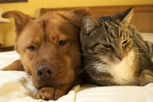 Flea and Tick Prevention: Protecting Your Dog and Cat Year-Round