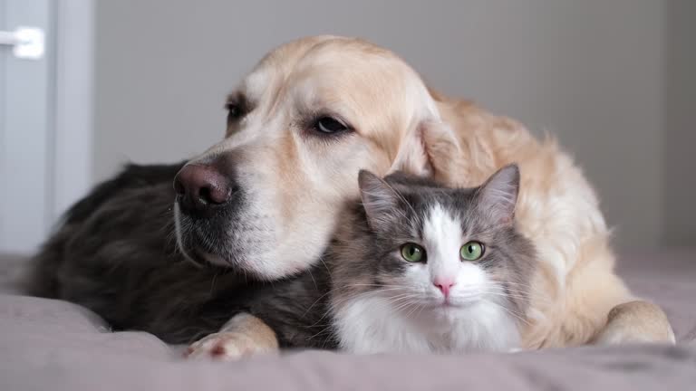 Flea and Tick Prevention: Protecting Your Dog and Cat Year-Round