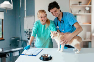 https://www.boulevardanimalhospitalfl.com/wp-content/uploads/2026/08/veterinary-diet-300x200.jpg