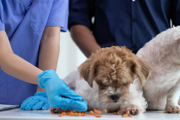 Veterinary Diet: Expert Nutrition Guidance for Dogs and Cats